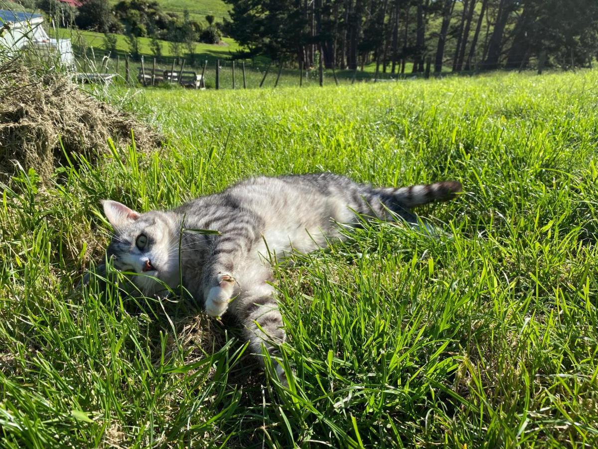 Pukeatua Farmstay Waimauku Εξωτερικό φωτογραφία