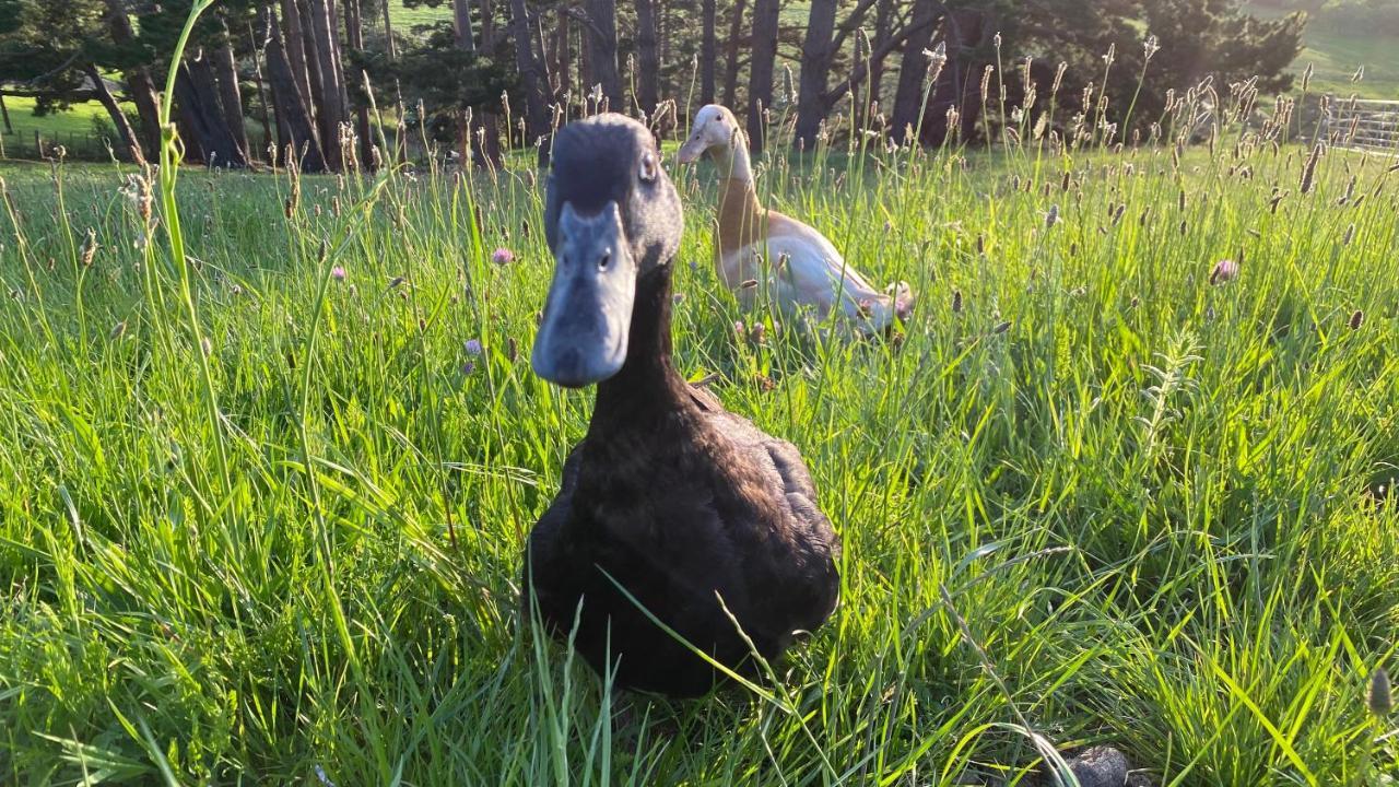 Pukeatua Farmstay Waimauku Εξωτερικό φωτογραφία