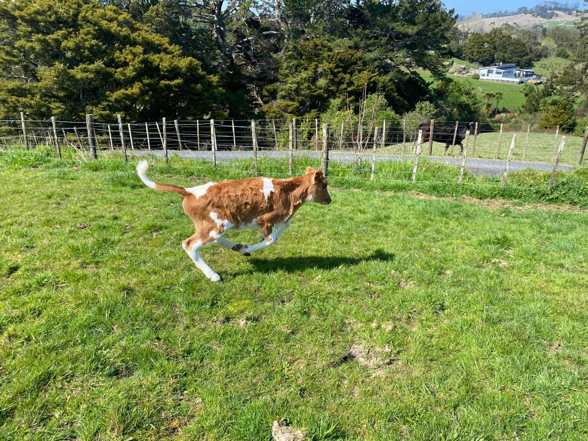 Pukeatua Farmstay Waimauku Εξωτερικό φωτογραφία