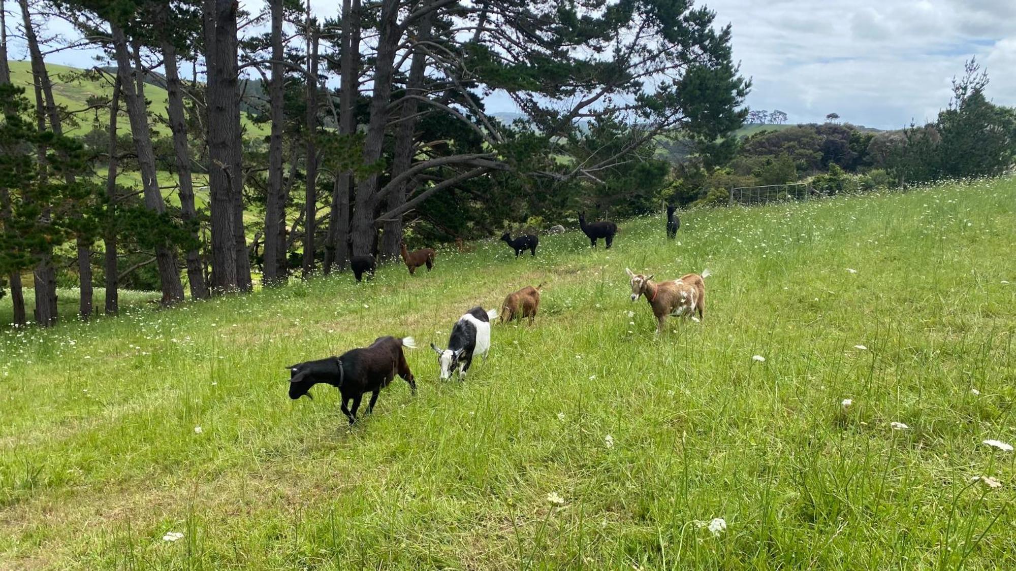 Pukeatua Farmstay Waimauku Εξωτερικό φωτογραφία