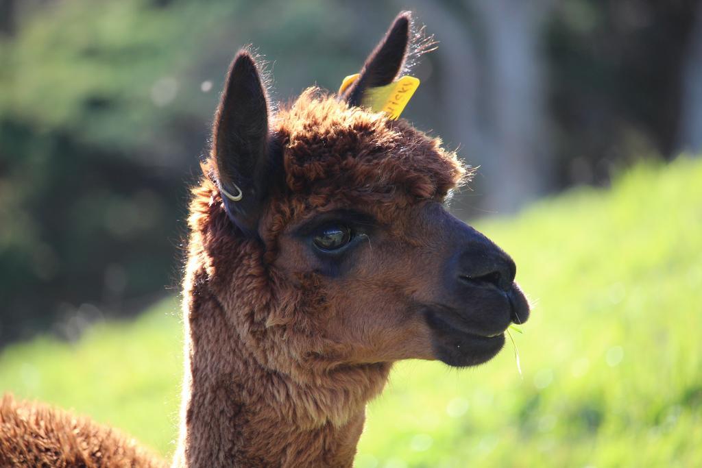 Pukeatua Farmstay Waimauku Εξωτερικό φωτογραφία